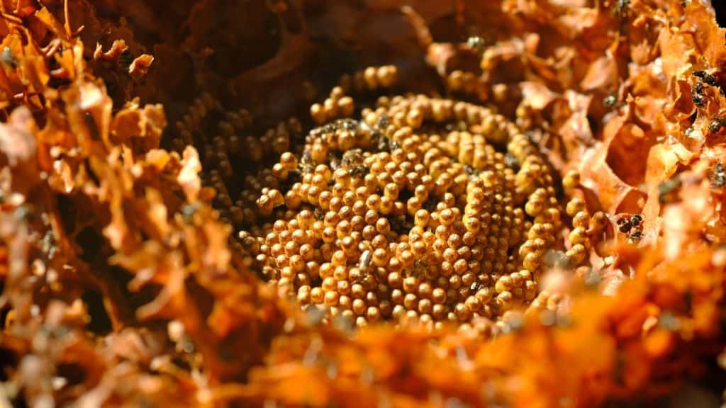 Sugarbag Bee beehives. Sugarbag Bee or Tetragonula Carbonaria is a stingless bee, endemic to the north-east coast of Australia.