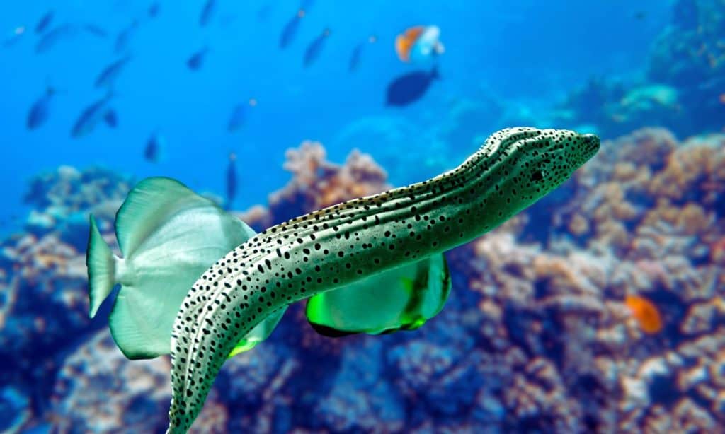 The electric eels are a genus, Electrophorus, of neotropical freshwater fish from South America in the family Gymnotidae. delivering shocks at up to 860 volts.
