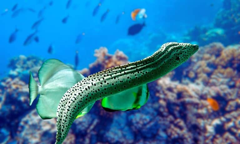 The electric eels are a genus, Electrophorus, of neotropical freshwater fish from South America in the family Gymnotidae. delivering shocks at up to 860 volts.