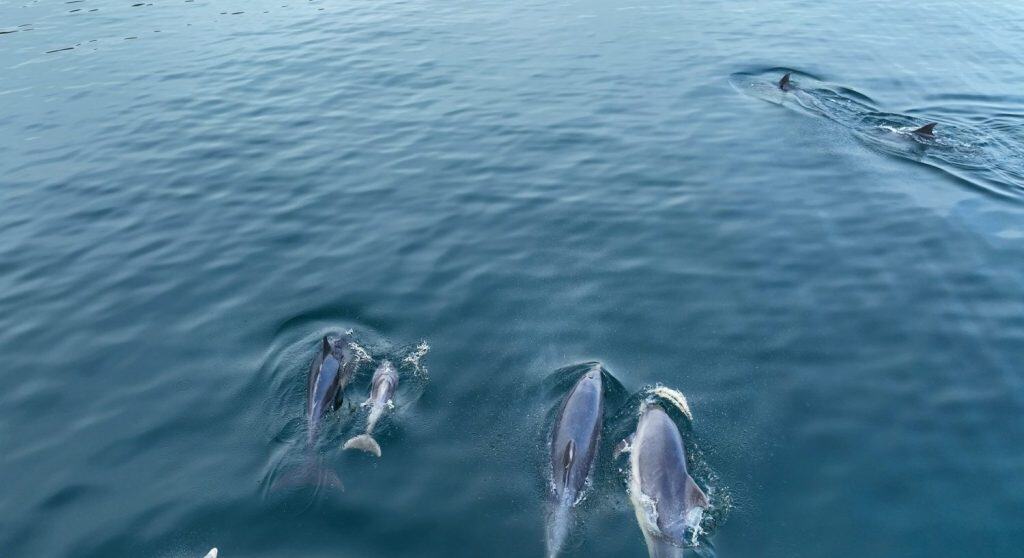 A family Pod of Bottlenose Dolphins and their young swimming in Cushendun Bay County Antrim Northern Ireland