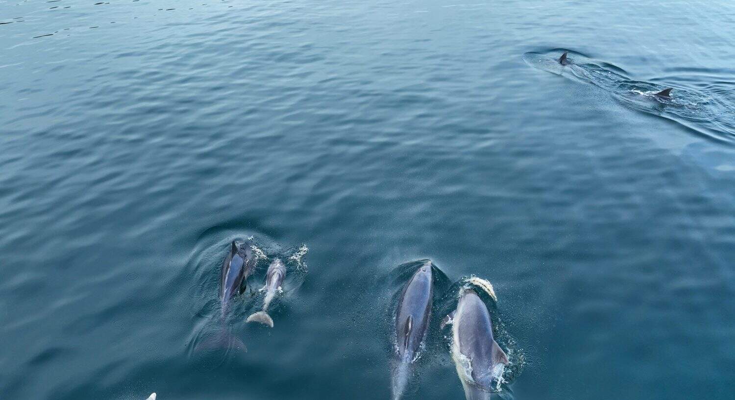 A family Pod of Bottlenose Dolphins and their young swimming in Cushendun Bay County Antrim Northern Ireland