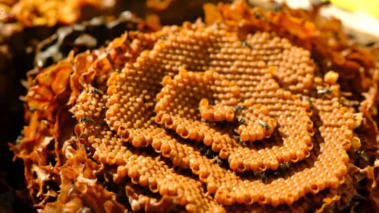 Opened Sugarbag Bee bee hives. Sugarbag Bee or Tetragonula Carbonaria is a stingless bee, endemic to the north-east coast of Australia.