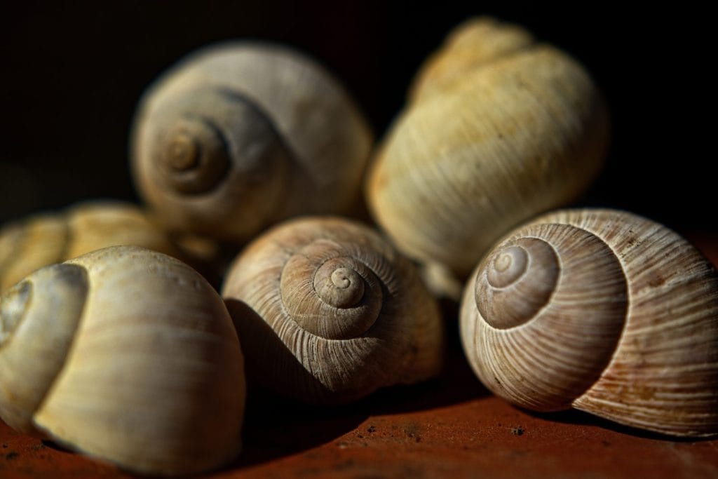 A pile of snail shells