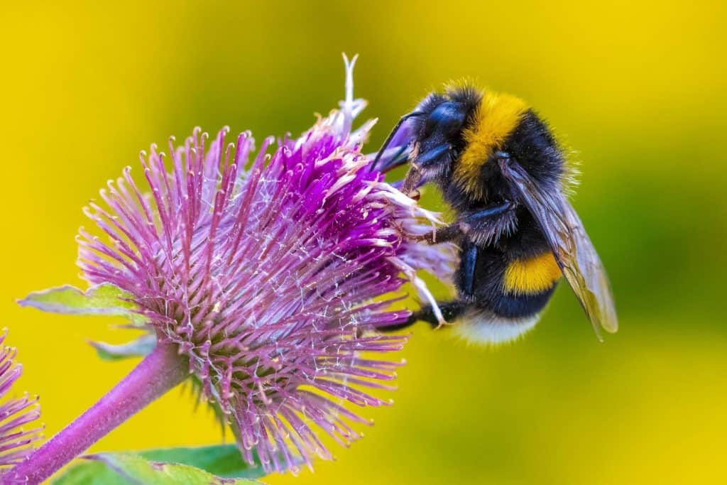 Closeup of a Bombus terrestris, the buff-tailed bumblebee or large earth bumblebee, feeding nectar of pink flowers