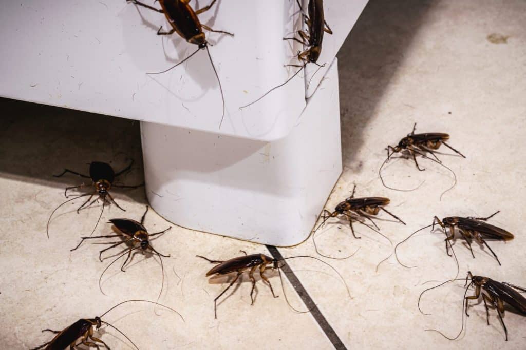 cockroach infestation in the kitchen, insects on the floor without hygiene, need for cleaning, detection at home