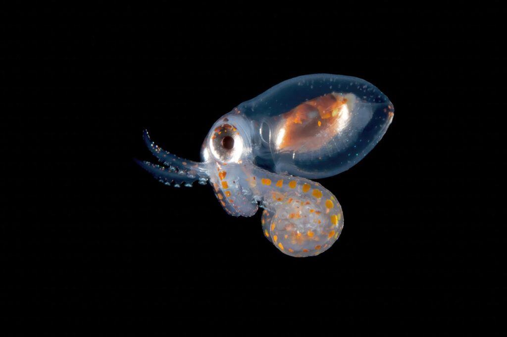 Baby larval stage octopus photographed at night in the open ocean.