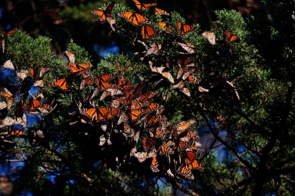 The Monarch Butterfly know as Danaus Plexippus by scientists shown here in a roost to keep warm during the winter in California.
