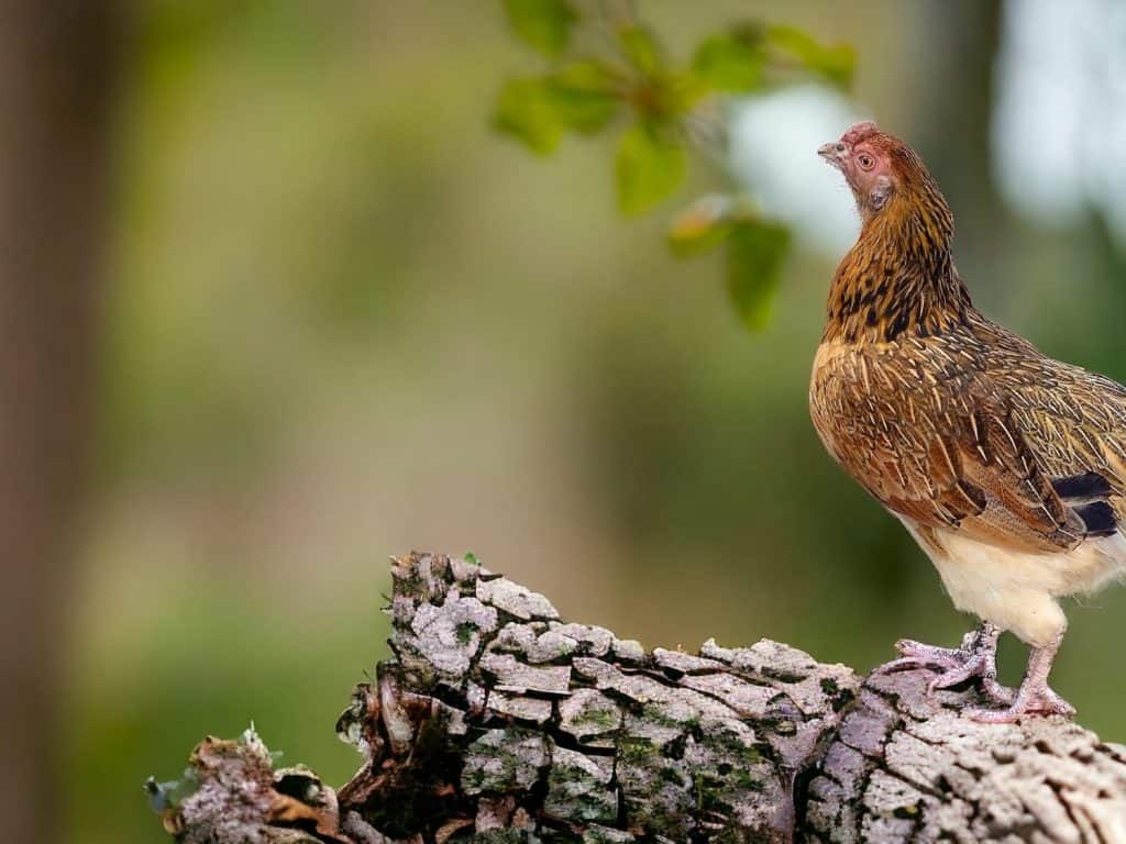 a chicken standing on its hind legs on a sunny tree trunk, with an orange flower in the background