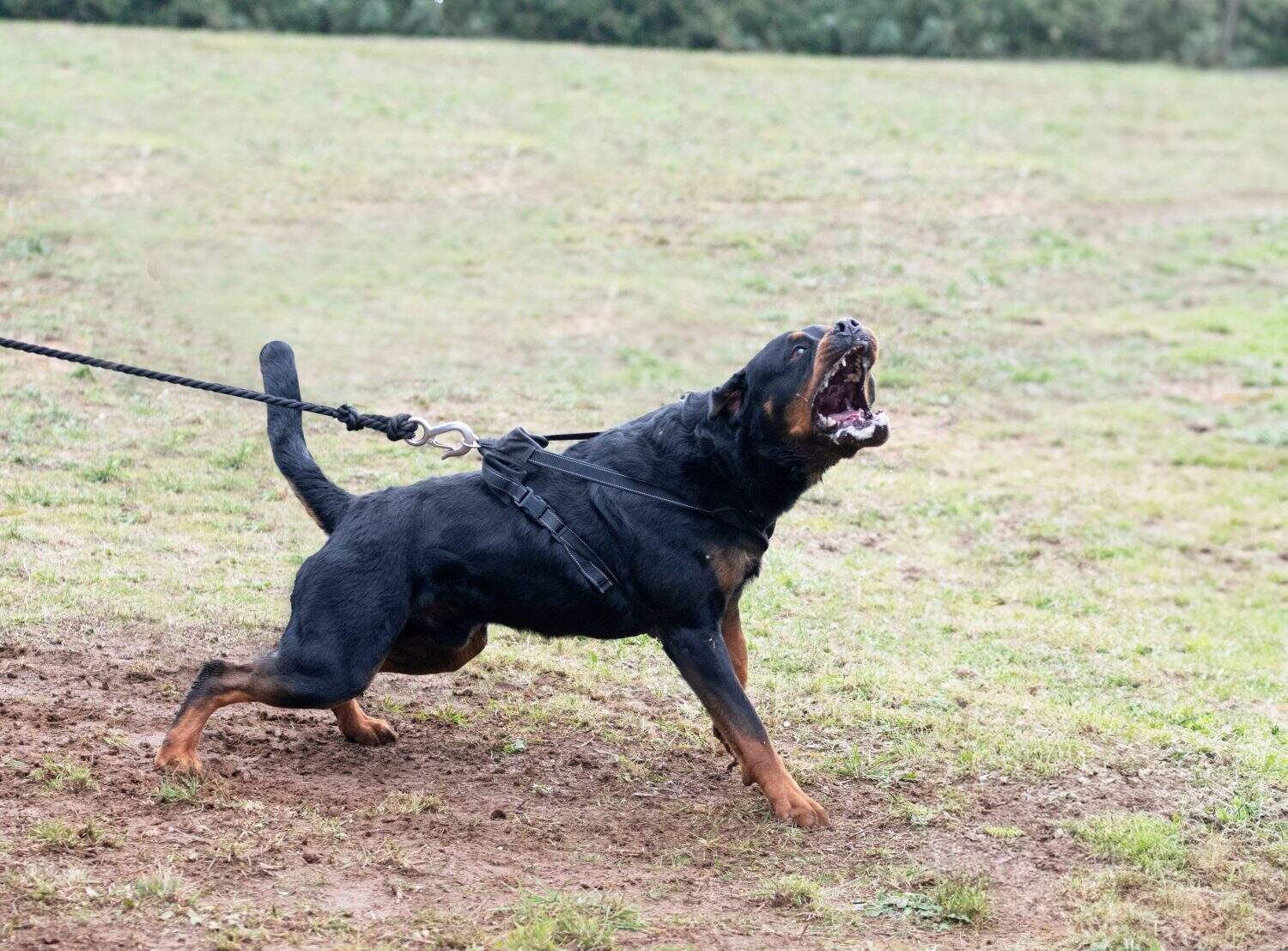 young rottweiler training for protection sport and police