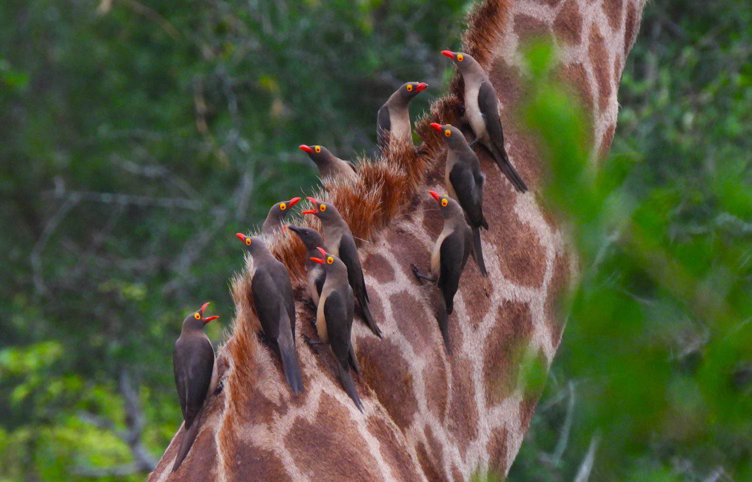 Birds of a feather flock together in the Sabi Sands Game Reserve in South Africa