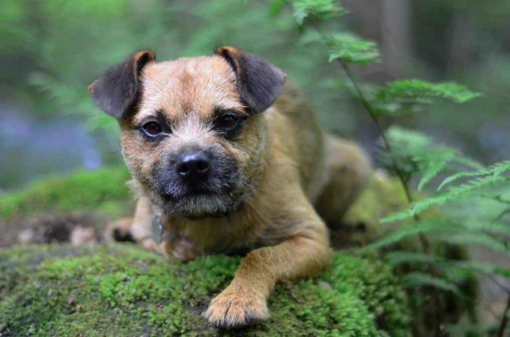 A beautiful Border Terrier Puppy Dog standing on a wooden fence in the country side posing for the camera in a green park