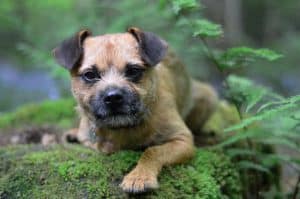 A beautiful Border Terrier Puppy Dog standing on a wooden fence in the country side posing for the camera in a green park
