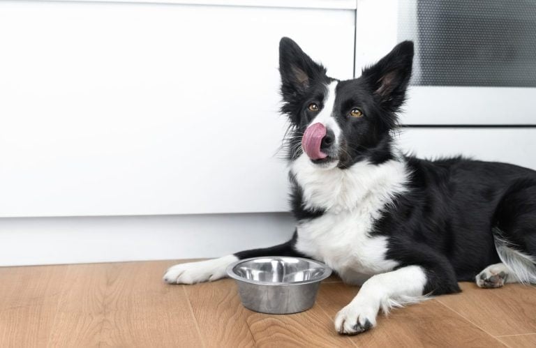 A happy border collie licks his nose after eating. A well-fed dog rests next to a metal bowl after feeding. Life with dog. Food for dogs concept