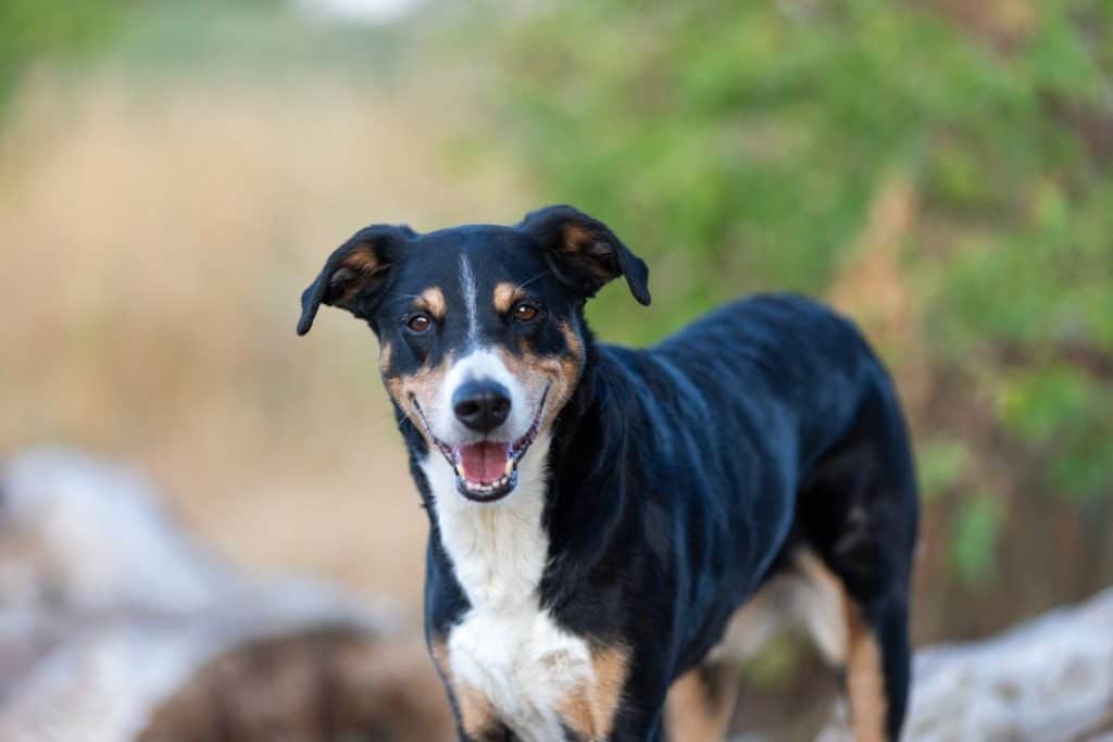 Appenzeller Sennenhund. The dog is standing in the park in spring. Portrait of a Appenzeller Mountain Dog