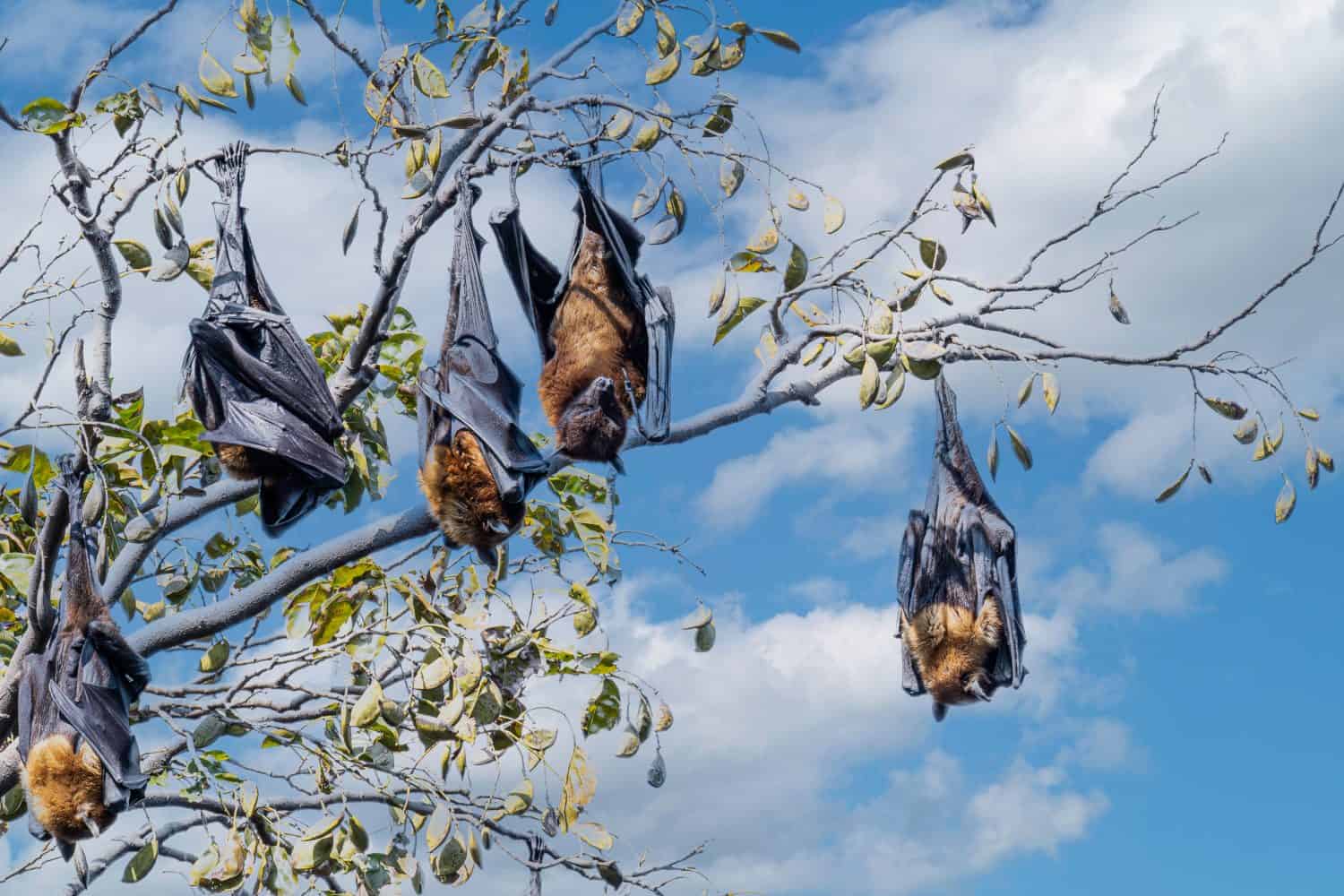 A flock of The Indian flying fox (Pteropus medius), also known as the greater Indian fruit bat hanging from a branch of a tree in Bharatpur.