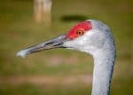 Sandhill crane