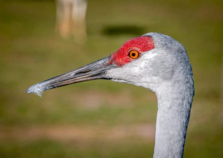Sandhill Crane