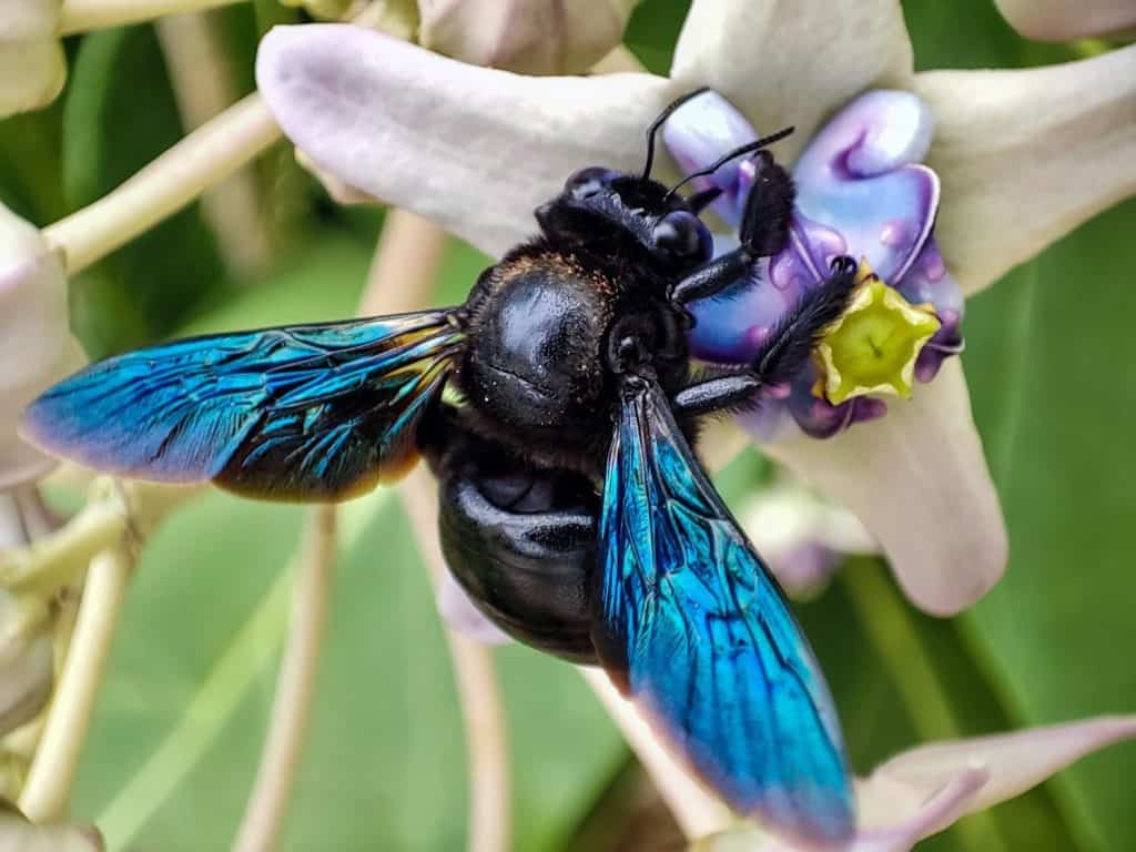 Violet carpenter bee (Xylocopa violacea) foraging a flower. Selective focus. Blurry background