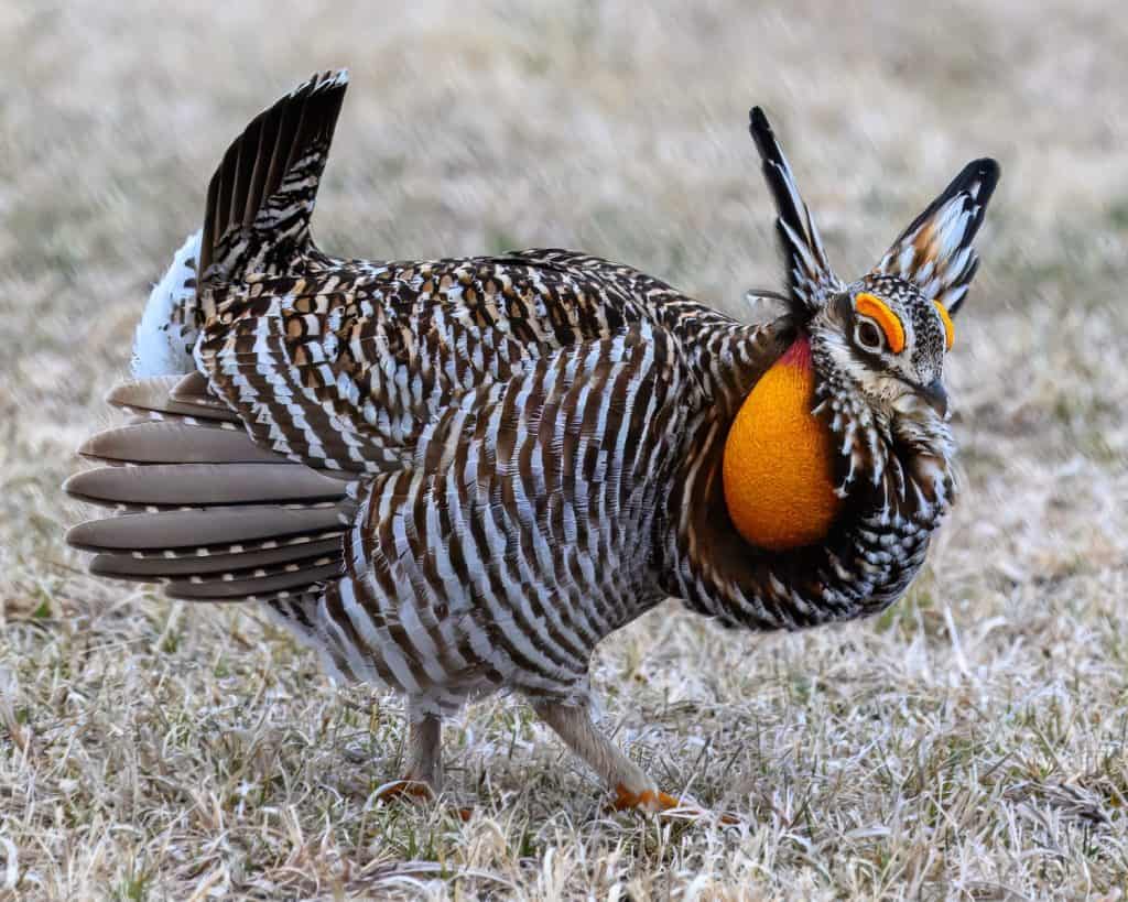 Greater Prairie-Chicken showing off his skills a the lek.