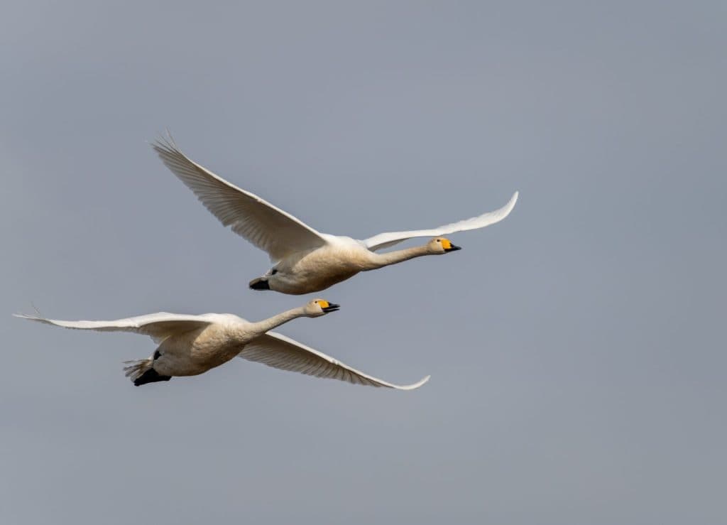 Whooper swans flying in the sky