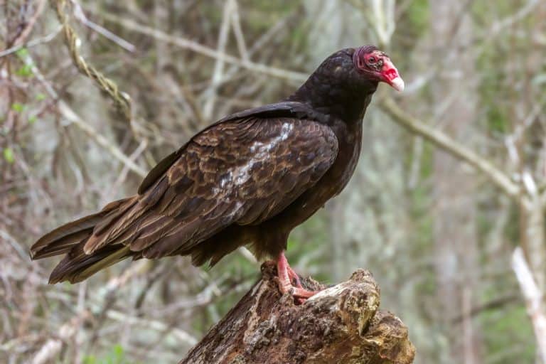 Close up of a turkey vulture on a dead tree top