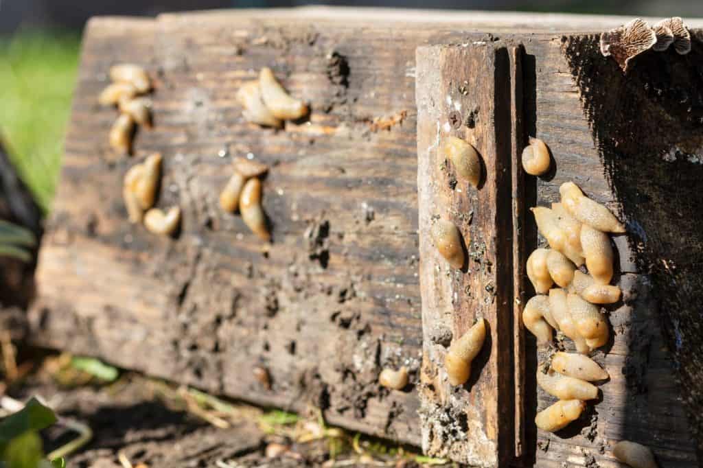 Spanish Slug Molluscs Hidden in Dark Damp Place. Slug Bait in Garden. Snail Control Problem.