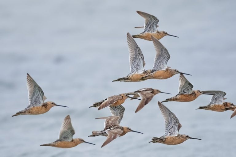 Flock of Long-billed dowitchers (Limnodromus scolopaceus). Migratory bird. It inhabits mainly the tundra of North America and Eastern Siberia. Winters in North America and Central America