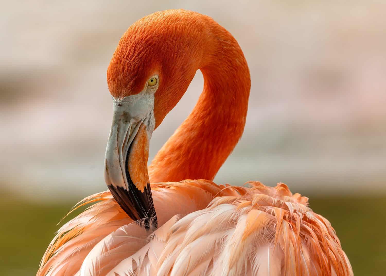 Tall pink wading bird with long neck  curved beak. Feeds on shrimp in shallow lakes  lagoons of North  South America.
