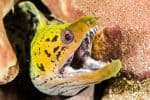Moray eel