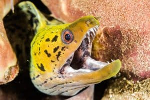 Fimbriated moray eel in Ambon, Maluku, Indonesia underwater photo. Fimbriated moray eel Gymnothorax fimbriatus among the reef with the opened mouth.