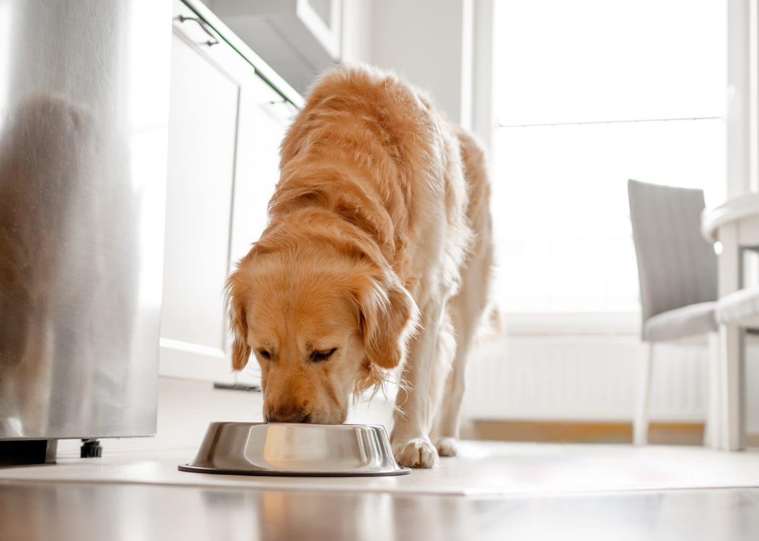 Golden Retriever Dog Eats From Bowl In Kitchen With Bright Interior