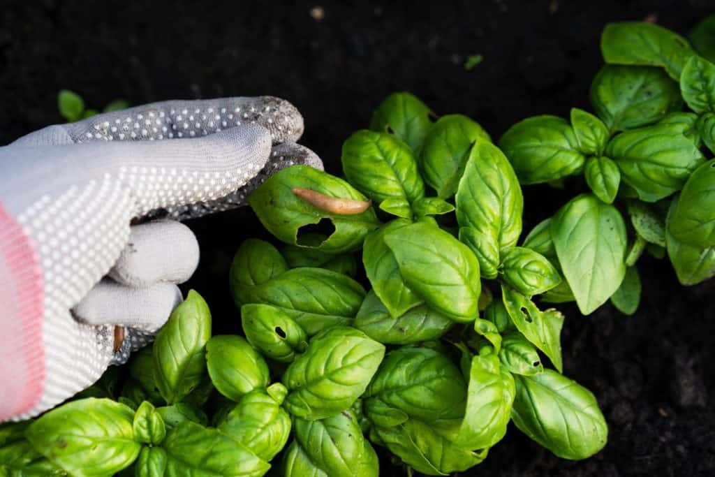 garden pests, slugs on the green basil, snails eat the harvest.