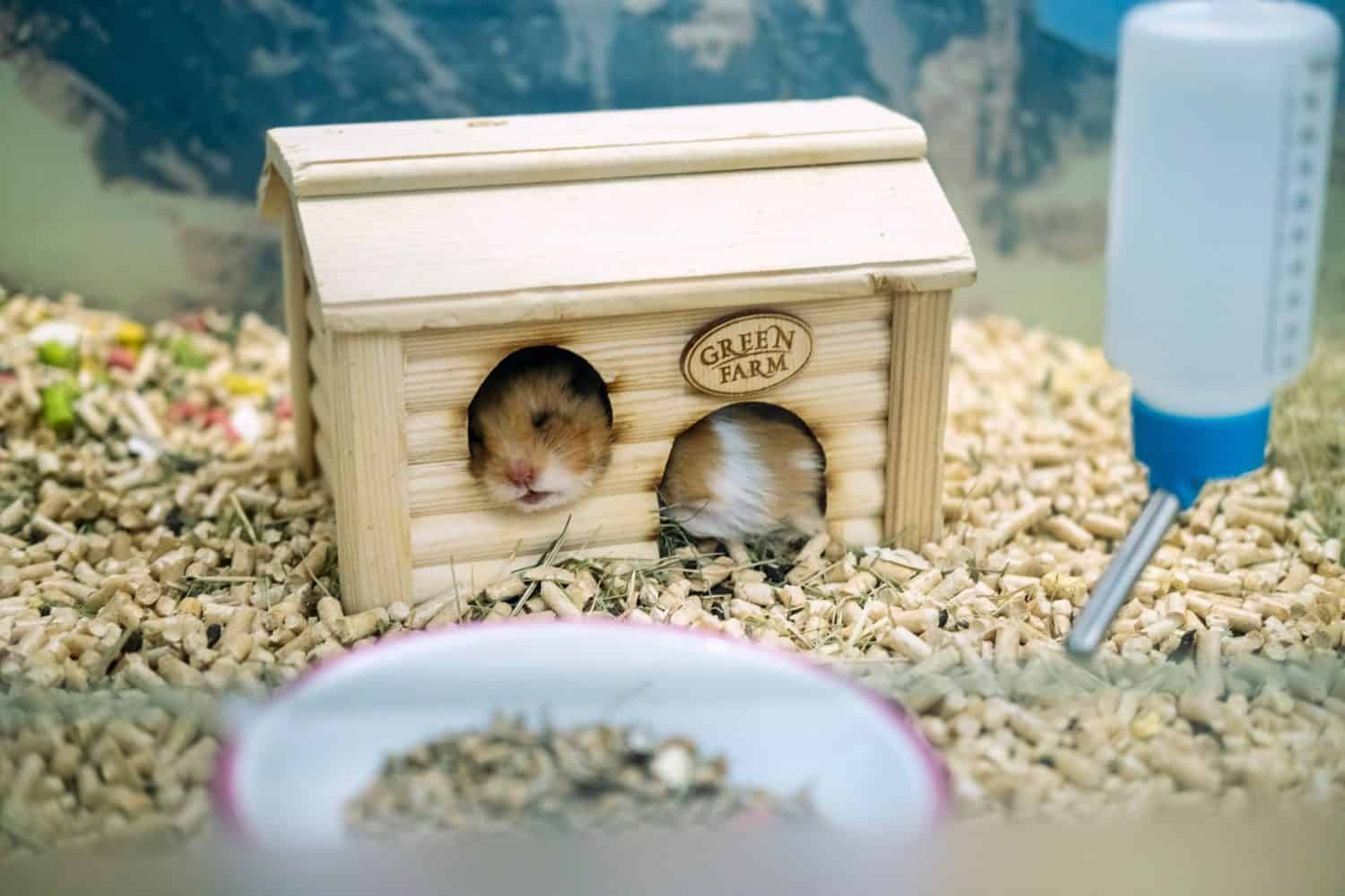 Portrait of a funny hamster sleeping in its cage house