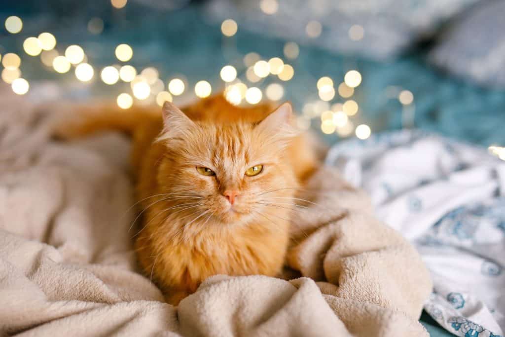 Ginger cute fluffy cat lies on the bed with a birch-colored sheet and a soft, cozy blanket with New Year garland on the background