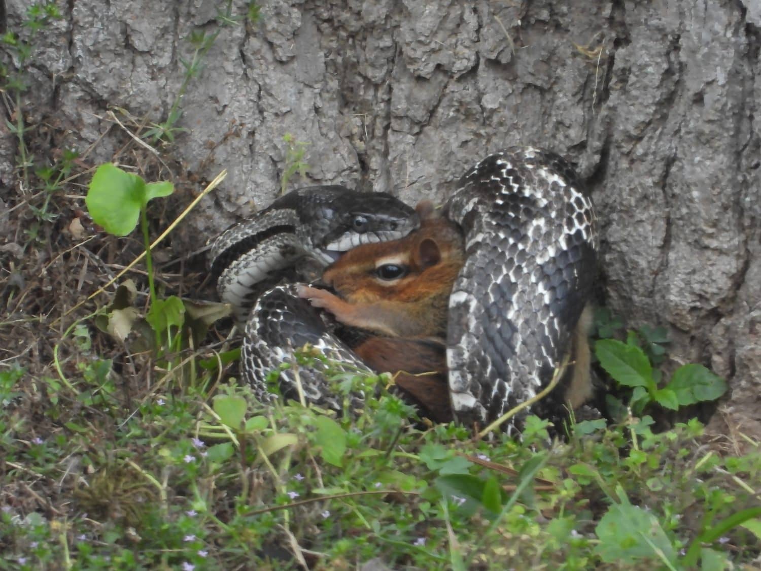 There are eight known species of kingsnakes. They are in the Lampropeltis family and part of the non-venomous Colubridae family.  