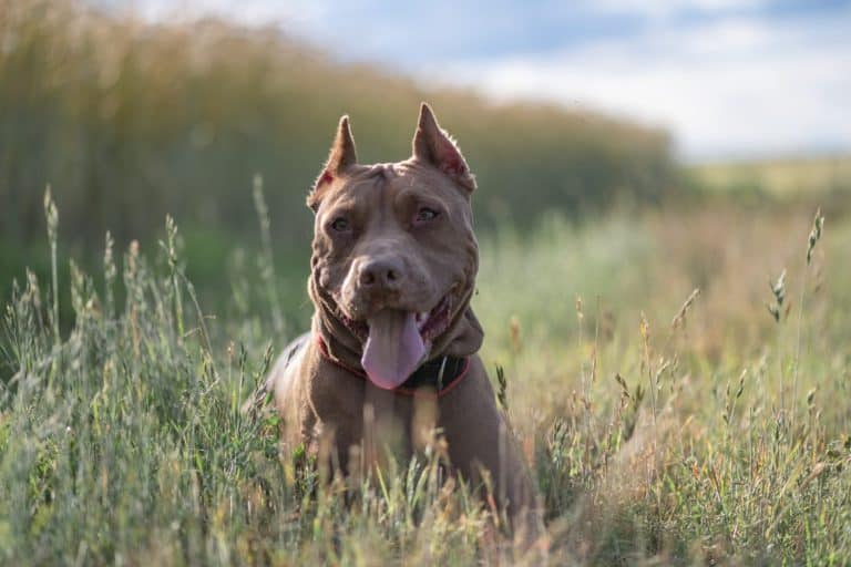 Pit Bull