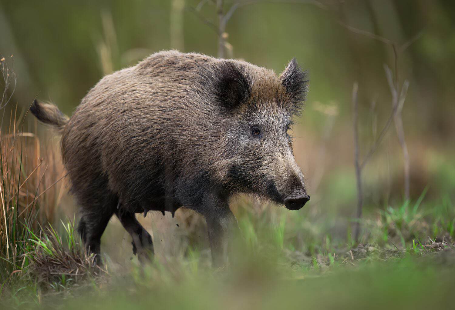 Wild boar close up ( Sus scrofa )
