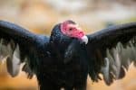 Turkey Vulture