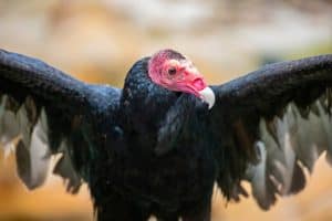 The closeup image of turkey vulture . It is the most widespread of the New World vultures. It is a scavenger and feeds almost exclusively on carrion.