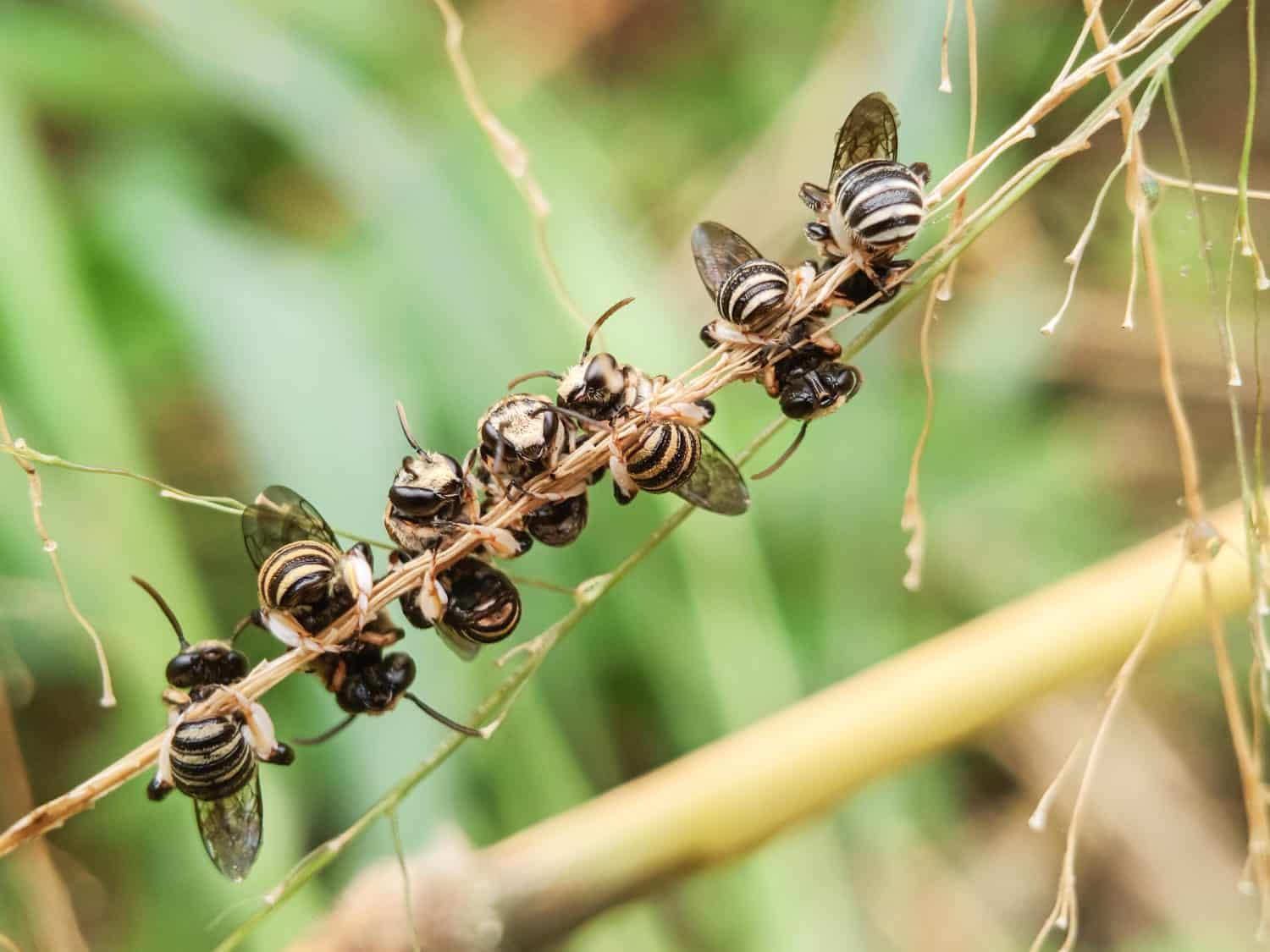 A group of Lipotriches sweat bees or Nomia Bees are sunbathing on a sunny morning.