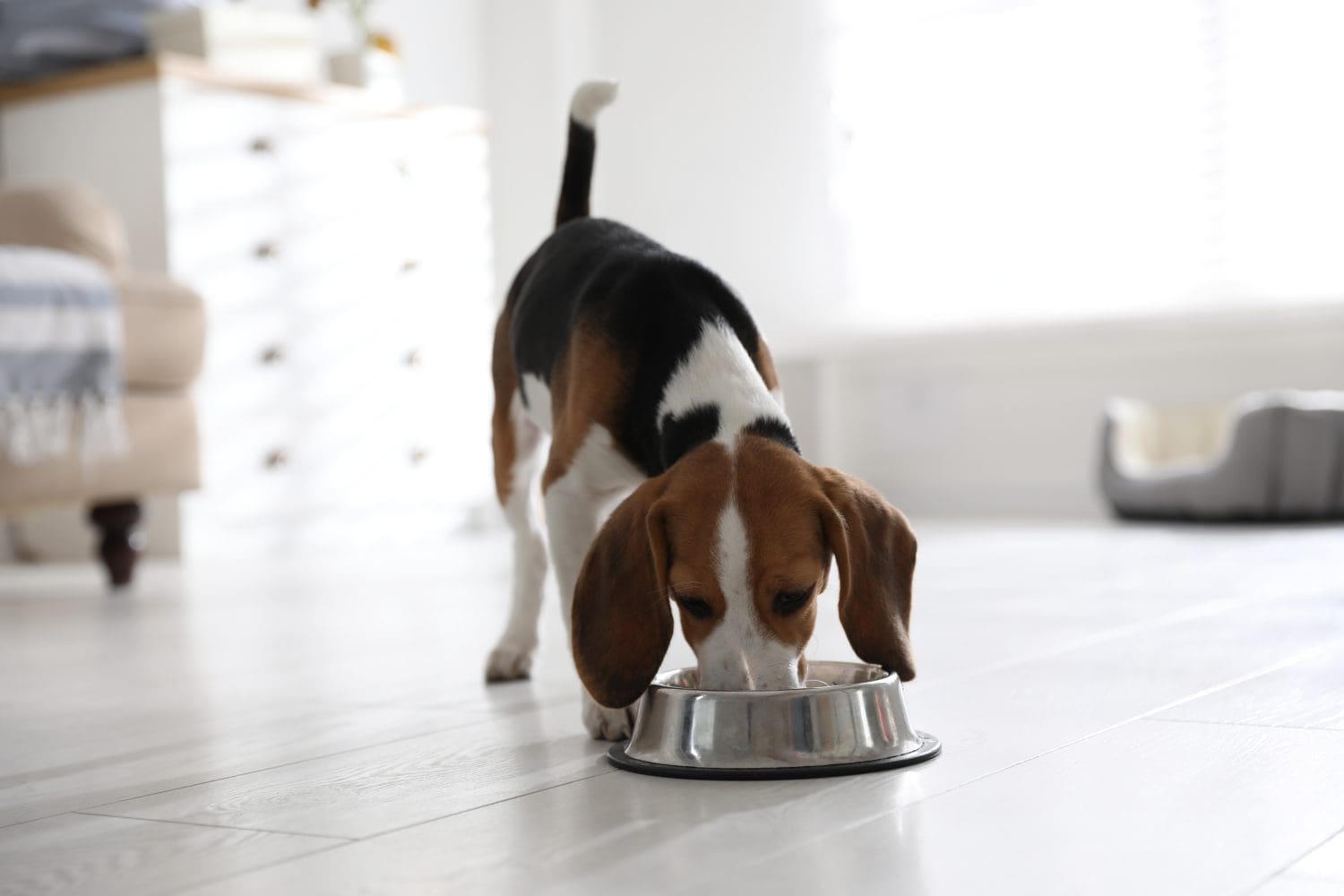 Cute Beagle puppy eating at home. Adorable pet