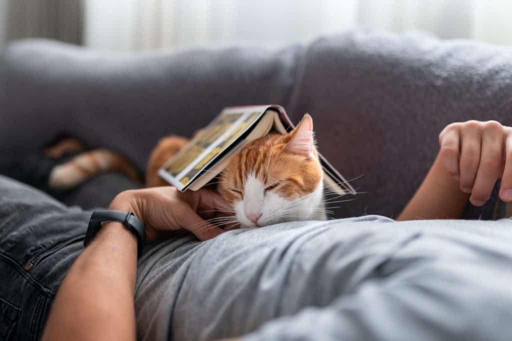 close up. brown and white cat with yellow eyes lying on a man,s chest with a book on his head