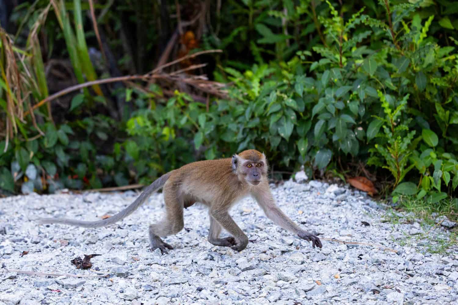 A long-tailed Macaque, scampering on all fours across the gravel heading towards a bush, as it keeps an eye on a threat from the cameraman