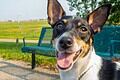 A toy fox terrier dog with short fur stands alert in a park next to a green bench. The dog appears friendly.