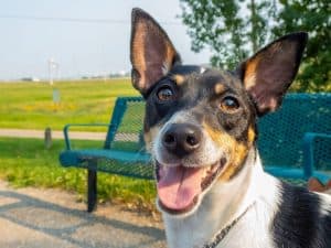 A toy fox terrier dog with short fur stands alert in a park next to a green bench. The dog appears friendly.
