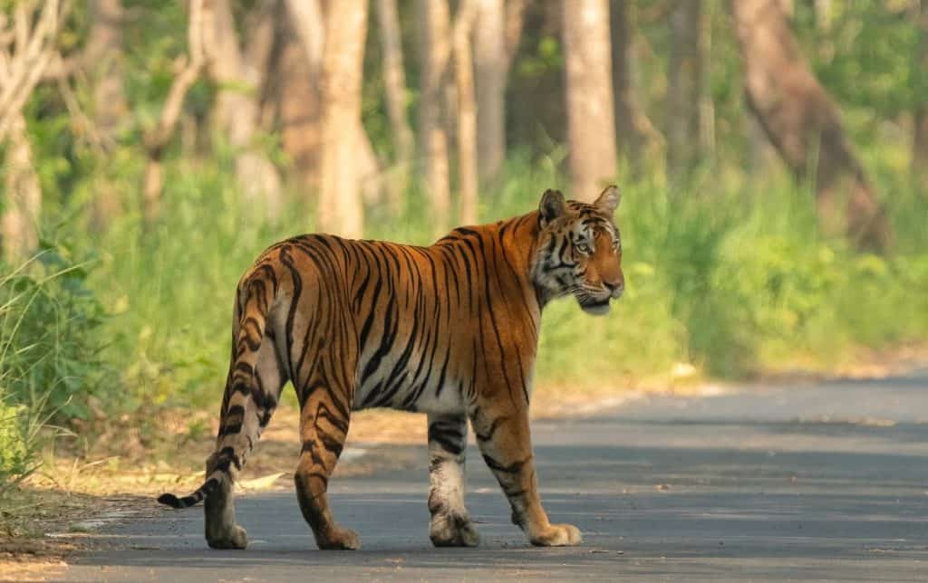 The majestic Royal Bengal Tiger, often referred to as the Indian Tiger, Panthera tigris, the Striped Tiger, the Great Cat of India, the Sundarbans Tiger, is a powerful symbol of wildlife conservation.