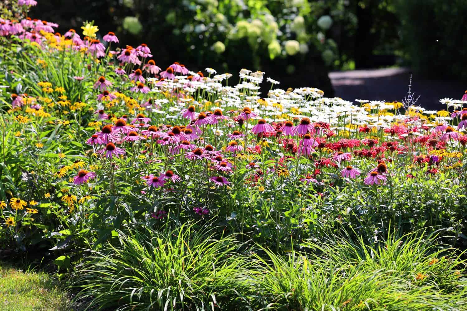 Rudbeckia. The species are commonly called coneflowers and black-eyed-susans; all are native to North America and many species are cultivated in gardens for their showy yellow or gold flower heads. 