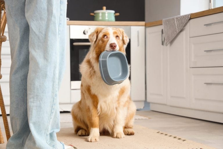 Young woman and cute Australian Shepherd dog with empty bowl at home
