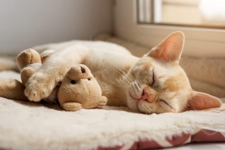 Kitten sleeping on a cozy blanket hugging a toy. A ginger Burmese kitten snoozes comfortably with a teddy bear on a cat bed.