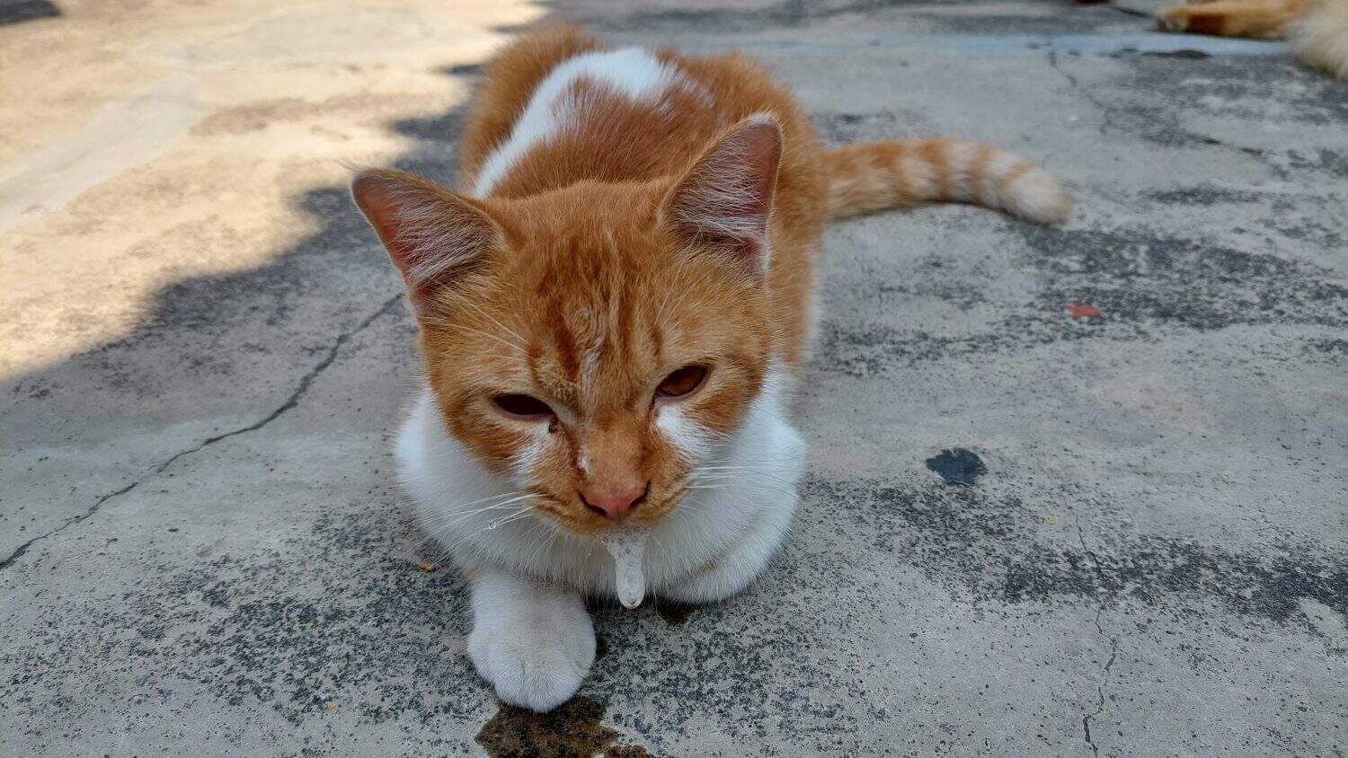 Brown white cat has saliva foam overflow it mouth.